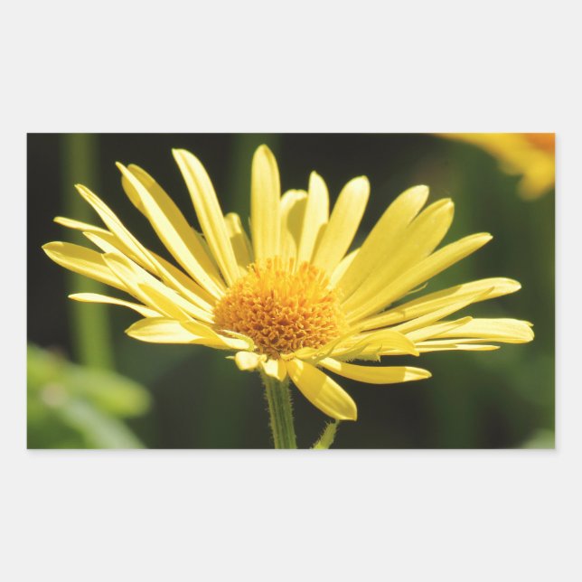 Yellow Daisy Rechteckiger Aufkleber (Vorderseite)