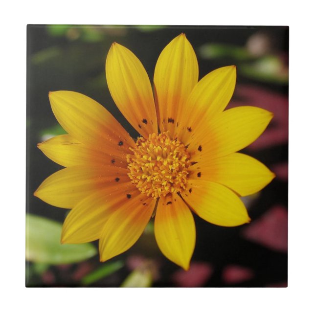 Yellow Daisy Tile Fliese (Vorderseite)