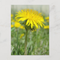 Yellow Dandelion