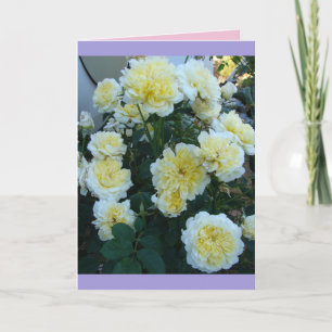 Yellow David Austin Rose Rose Garden Blume Card Karte