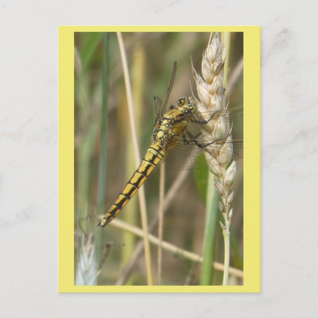 Yellow Dragonfly Nah Up DIY Postkarte (Vorderseite)