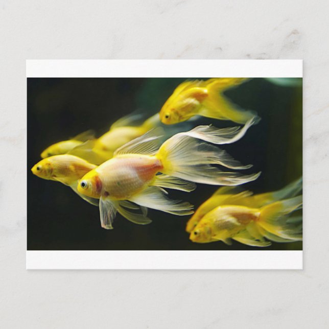 Yellow Extravagant Aquarium Goldfish Postkarte (Vorderseite)