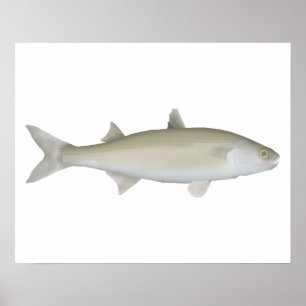 Yellow Eye Mullet Poster