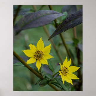 Yellow Fall Flower Poster