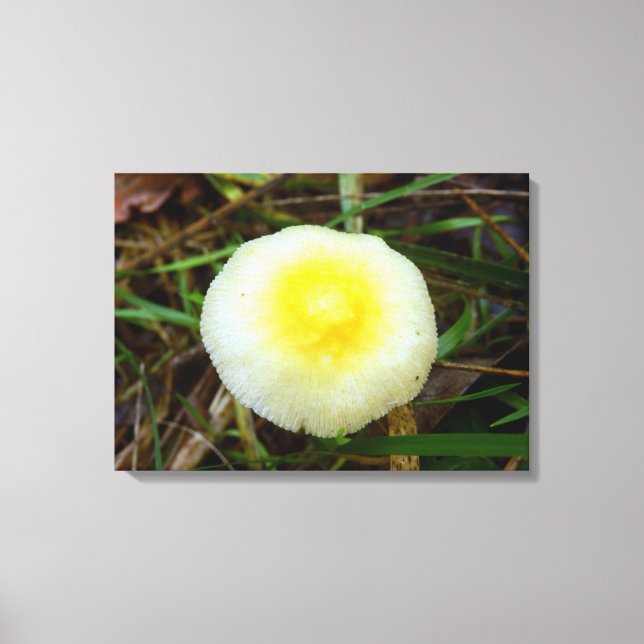 Yellow Field Cap Pilz Canvas Print Leinwanddruck (Vorderseite)