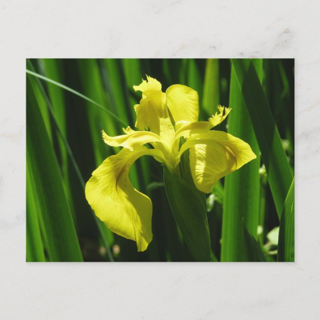 Yellow Flag Iris Postkarte (Vorderseite)