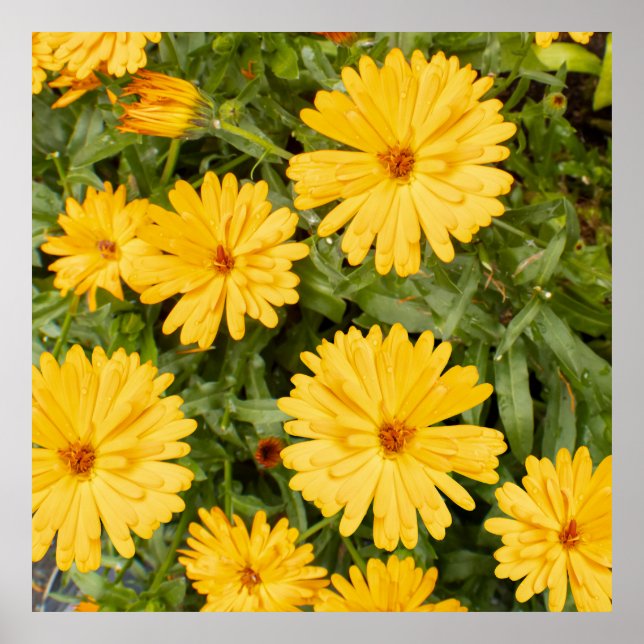 Yellow Floral Poster (Vorne)