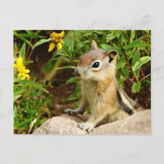 Yellow Flowers Chipmunk Postkarte