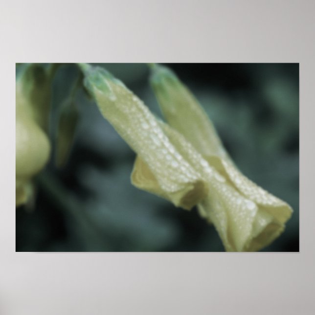 Yellow Flowers - Morning Dew Poster (Vorne)
