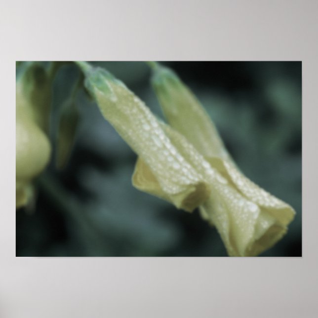 Yellow Flowers - Morning Dew Poster (Vorne)