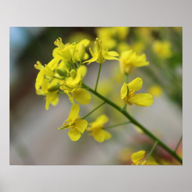 Yellow Flowers Poster (Vorne)