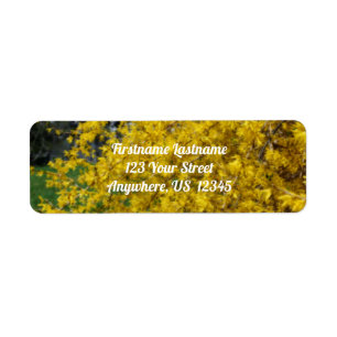 Yellow Forsythia Blume Orton Effect Address