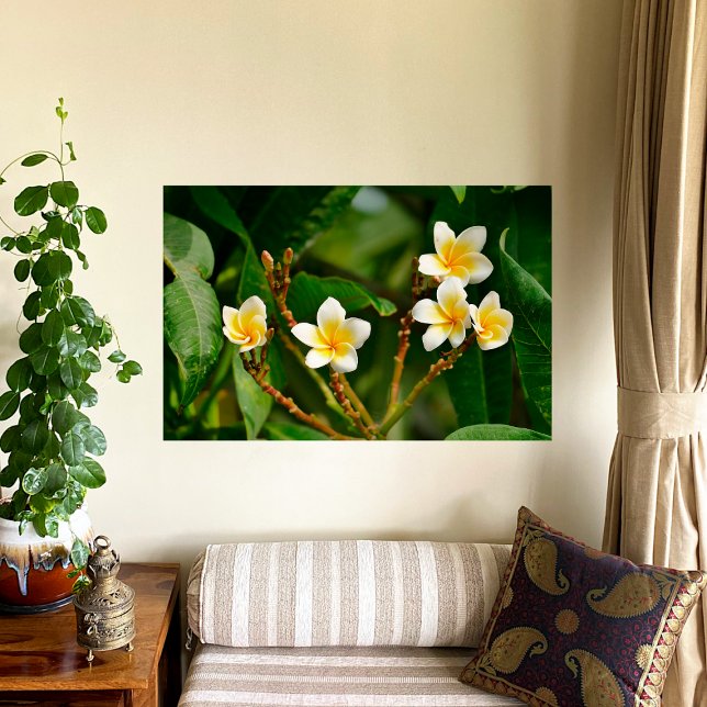 Yellow Frangipani Poster (Von Creator hochgeladen)