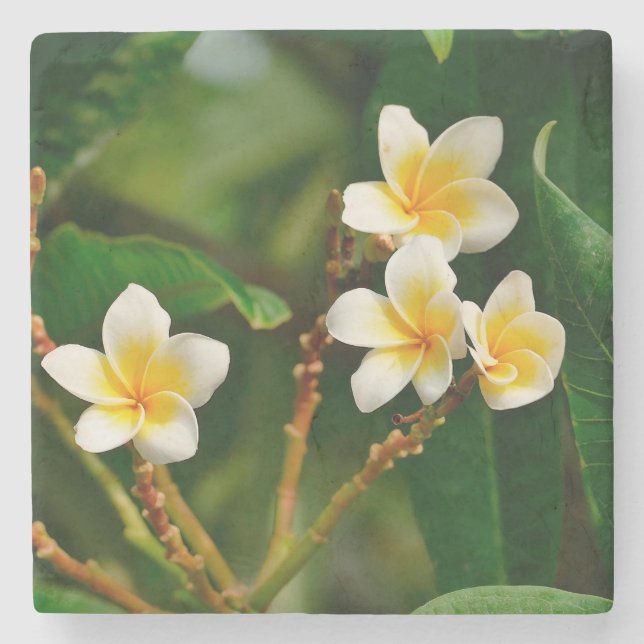 Yellow Frangipani Steinuntersetzer (Vorderseite)