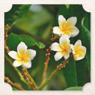 Yellow Frangipani Untersetzer