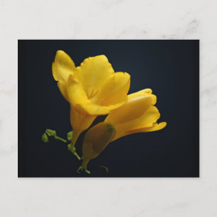Yellow Freesia Blossoms Postkarte