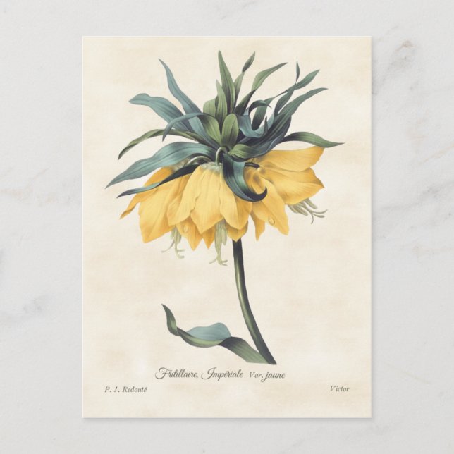 Yellow Fritillaria Vintag Botanisch Postkarte (Vorderseite)