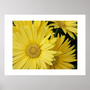 Yellow Gebera Daisies Poster
