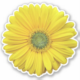 Yellow Gerber Daisy Blume Kiss-Cut Sticker