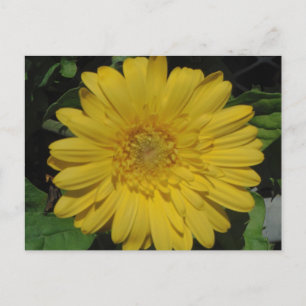 Yellow Gerber / Gerbera Daisy Postkarte