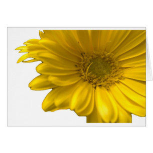 Yellow Gerbera Daisy