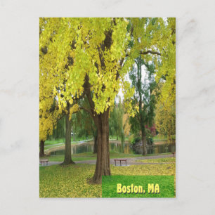Yellow Gingko Tree - Boston Public Garden Postkarte