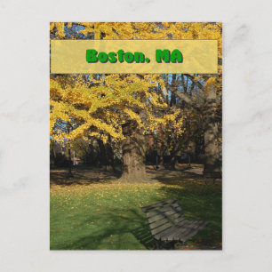 Yellow Gingko Tree Postkarte