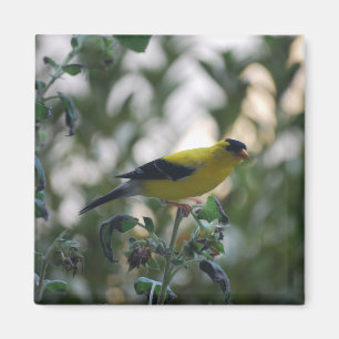 Yellow Goldfinch Magnet