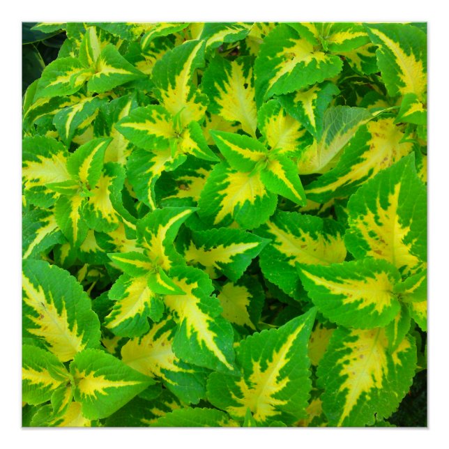 Yellow Green Coleus Blume Perfektes Poster (Vorderseite)