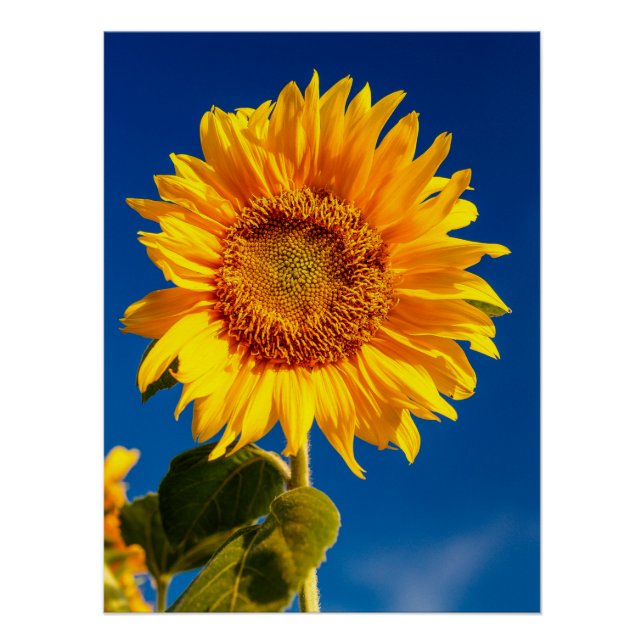 Yellow Hardy Sunflower Best Sunflower Fotos Poster (Vorderseite)