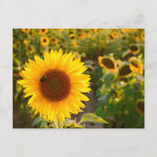 Yellow Hardy Sunflower Best Sunflower Fotos Postkarte