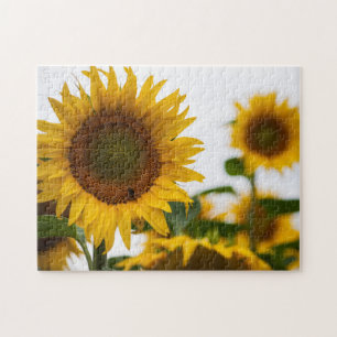 Yellow Hardy Sunflower Best Sunflower Fotos Puzzle