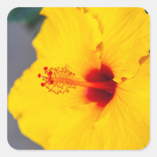 Yellow Hibiscus Close up Quadratischer Aufkleber
