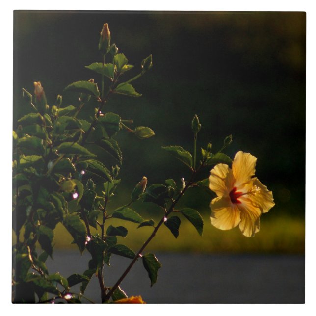 Yellow Hibiskus Blume Bush Tile Fliese (Vorderseite)