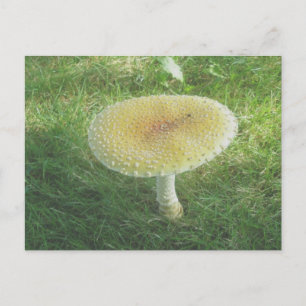 Yellow Huge Mushroom Postcard Postkarte