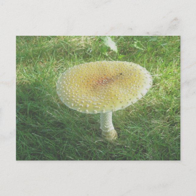 Yellow Huge Mushroom Postcard Postkarte (Vorderseite)