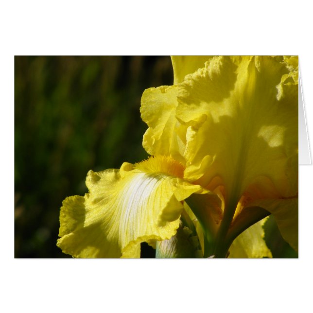 Yellow Iris (Vorderseite (Horizontal))