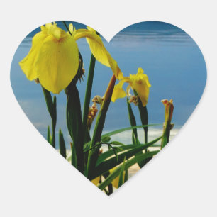 Yellow Iris am Lake Shore Herz-Aufkleber