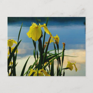 Yellow Iris am Lake Shore Postkarte