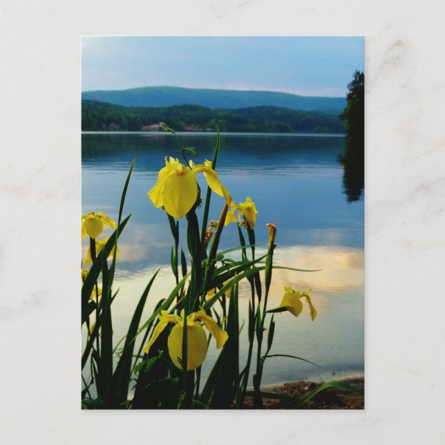 Yellow Iris am Lake Shore Postkarte (Vorderseite)