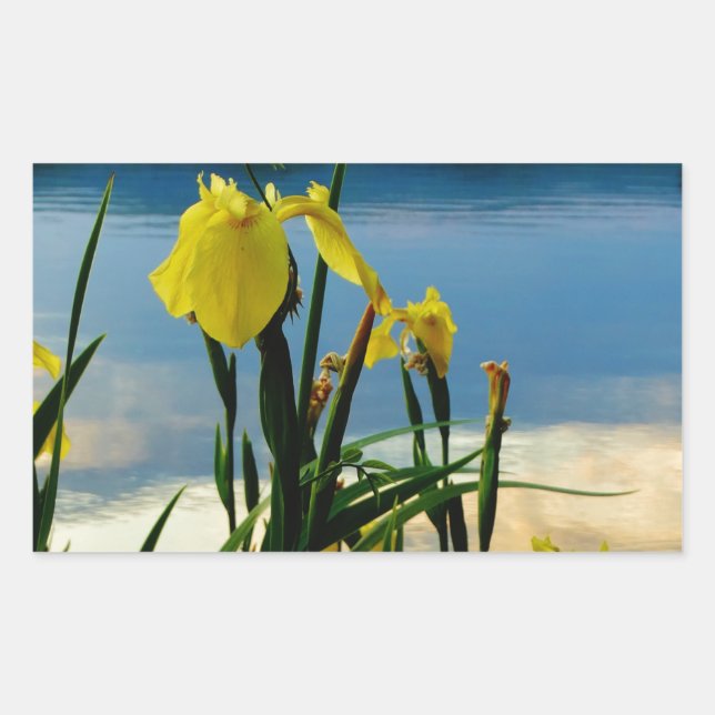 Yellow Iris am Lake Shore Rechteckiger Aufkleber (Vorderseite)