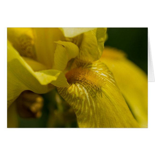 Yellow Iris Beard (Vorderseite (Horizontal))