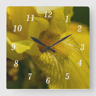 Yellow Iris Beard Quadratische Wanduhr