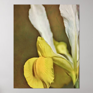 Yellow Iris Blume Fotokunst Print Poster