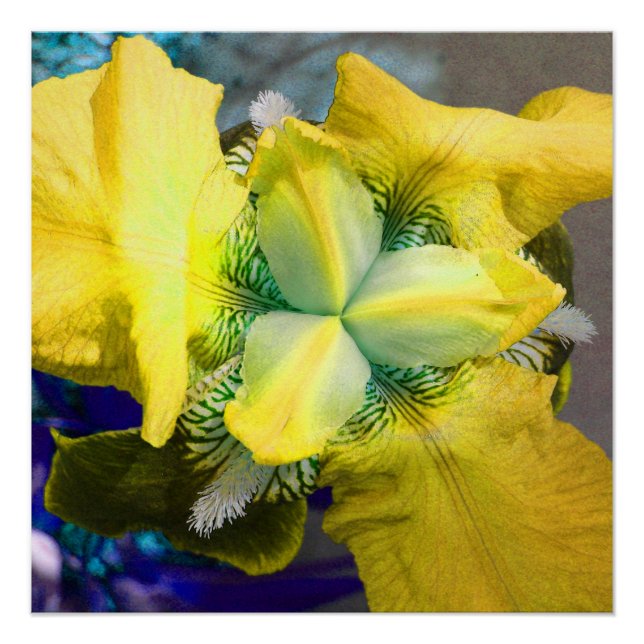 Yellow Iris Blume Perfektes Poster (Vorderseite)