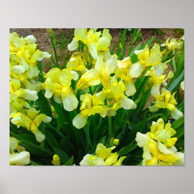 Yellow Iris Blume Poster (Vorne)