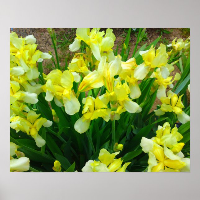 Yellow Iris Blume Poster (Vorne)