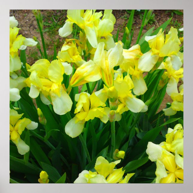 Yellow Iris Blume Poster (Vorne)