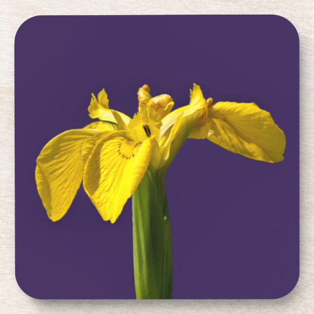 Yellow Iris Getränkeuntersetzer (Vorderseite)