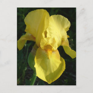 Yellow Iris Postkarte